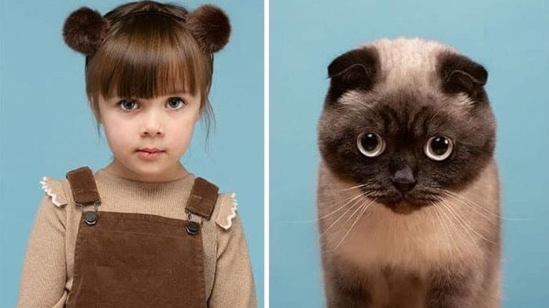 Un homme photographie des chats avec leurs propriétaires et le résultat est incroyable