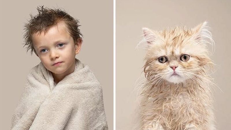 Un homme photographie des chats avec leurs propriétaires et le résultat est incroyable