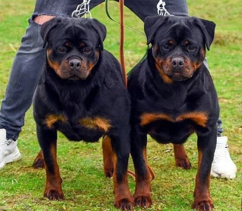 Un père a laissé le bébé seul avec 2 Rottweilers et la chose la plus horrible s'est produite