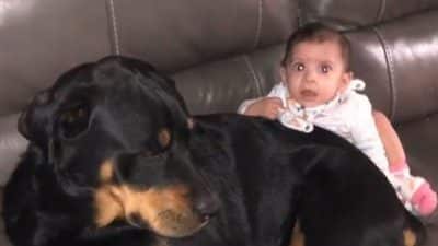 Un père laisse son bébé seul avec 2 Rottweilers, la chose la plus horrible s'est produite