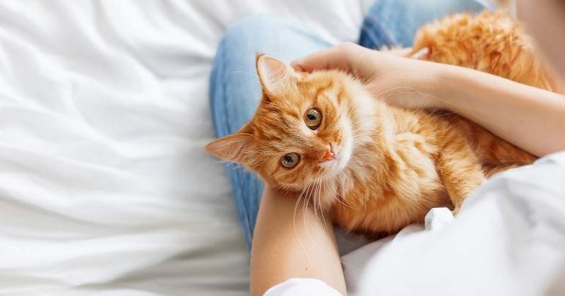 Un vétérinaire explique pourquoi vous ne devriez pas tenir votre chat dans vos bras