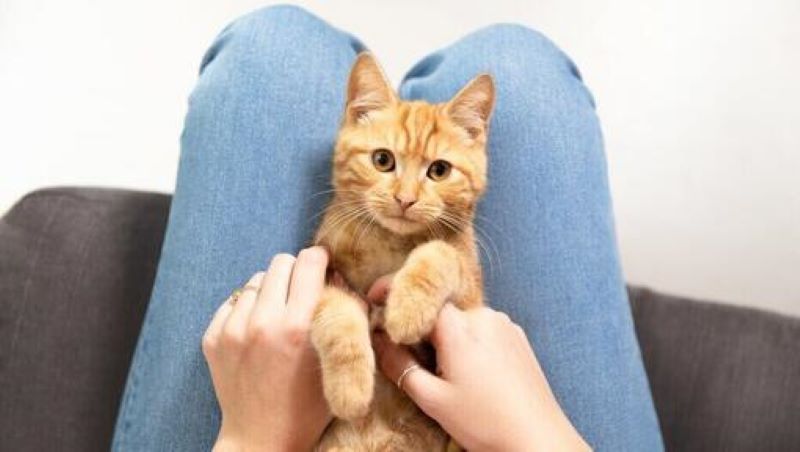 Un vétérinaire explique pourquoi vous ne devriez pas tenir votre chat dans vos bras