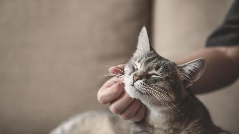 Un vétérinaire explique : Voici la bonne façon de tenir votre chat pour ne pas le blesser