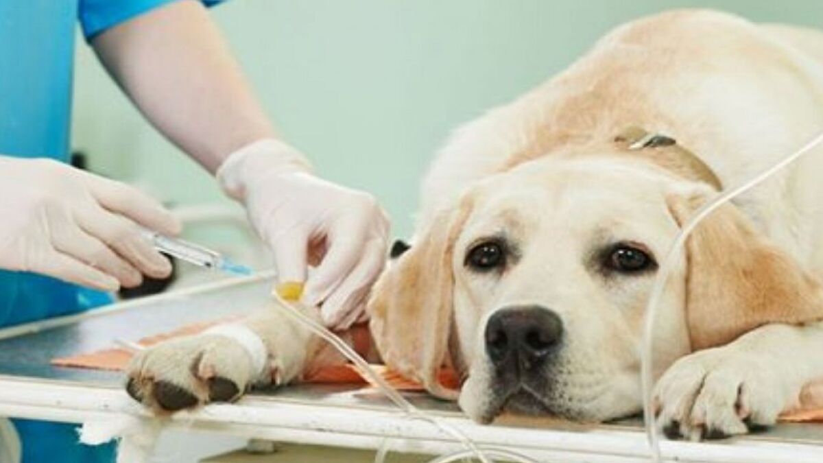 Un vétérinaire révèle ce que ressent vraiment votre animal avant de mourir