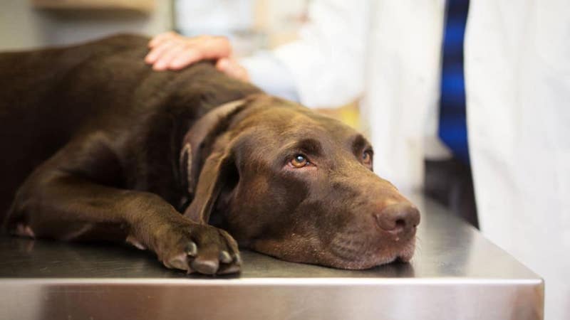 Un vétérinaire révèle ce que ressent vraiment votre animal avant de mourir