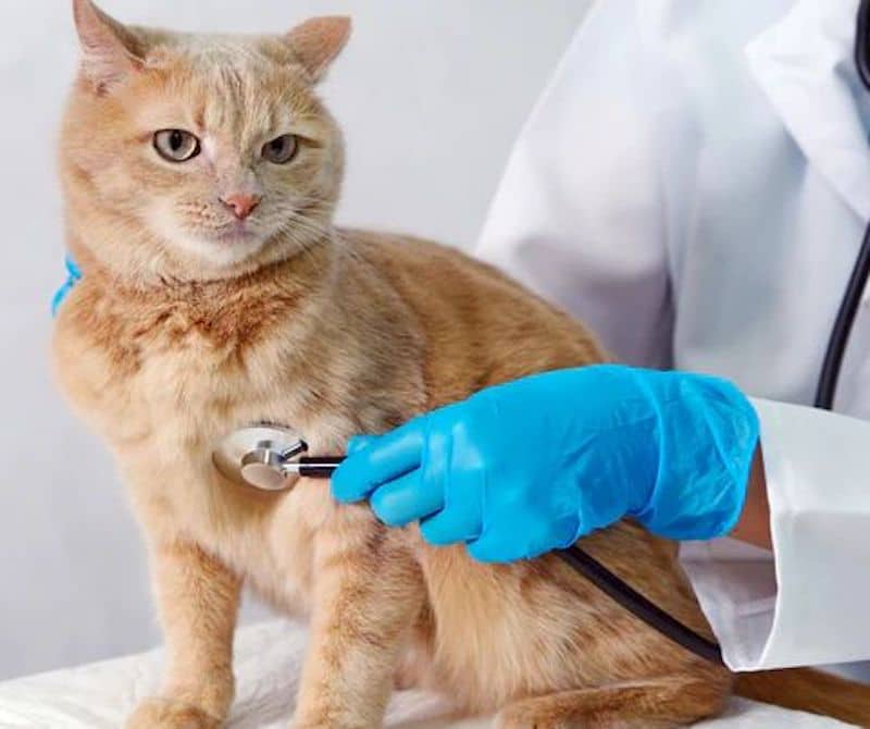 Un vétérinaire révèle la bonne façon de dire adieu à un chat lorsqu'il meurt