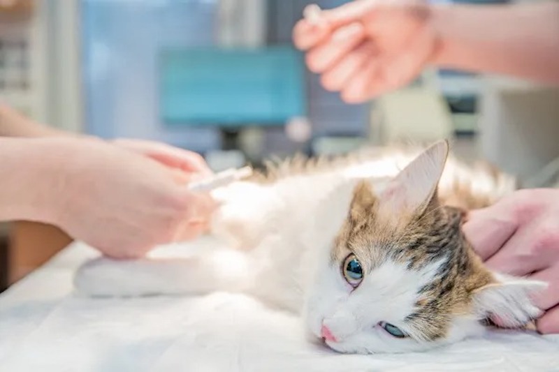 Un vétérinaire révèle la vérité sur les sentiments d'un chat face à l'euthanasie