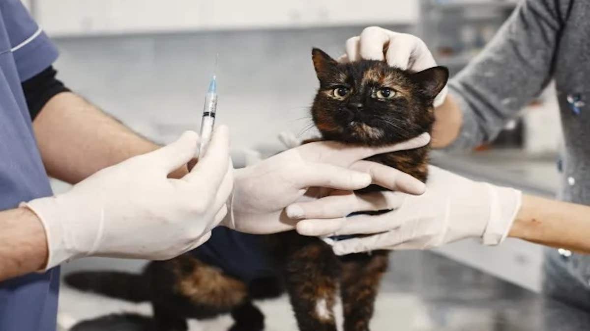 Voici comment faire face à l’euthanasie de votre chat