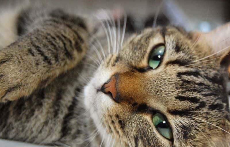 Un vétérinaire révèle les signes qui indiquent que votre chat est en train de mourir et comment faire face à sa perte