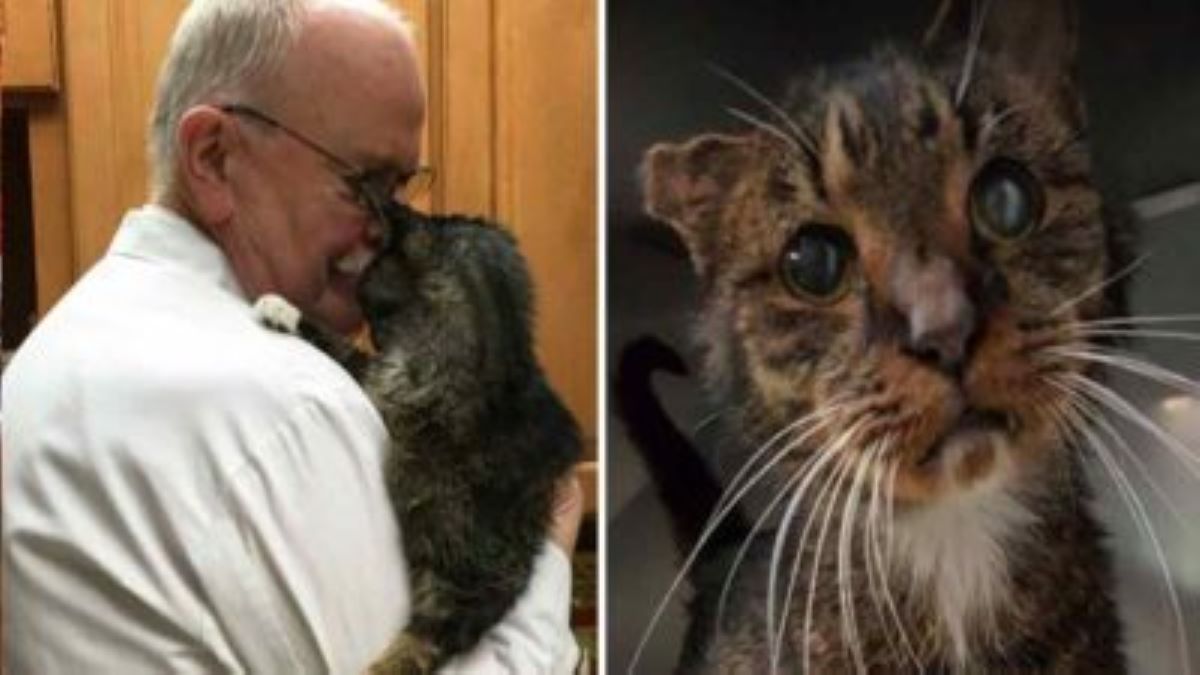 Un vieux chat de gouttière reçoit le 1er câlin de sa vie et fond dans les bras de son nouveau père