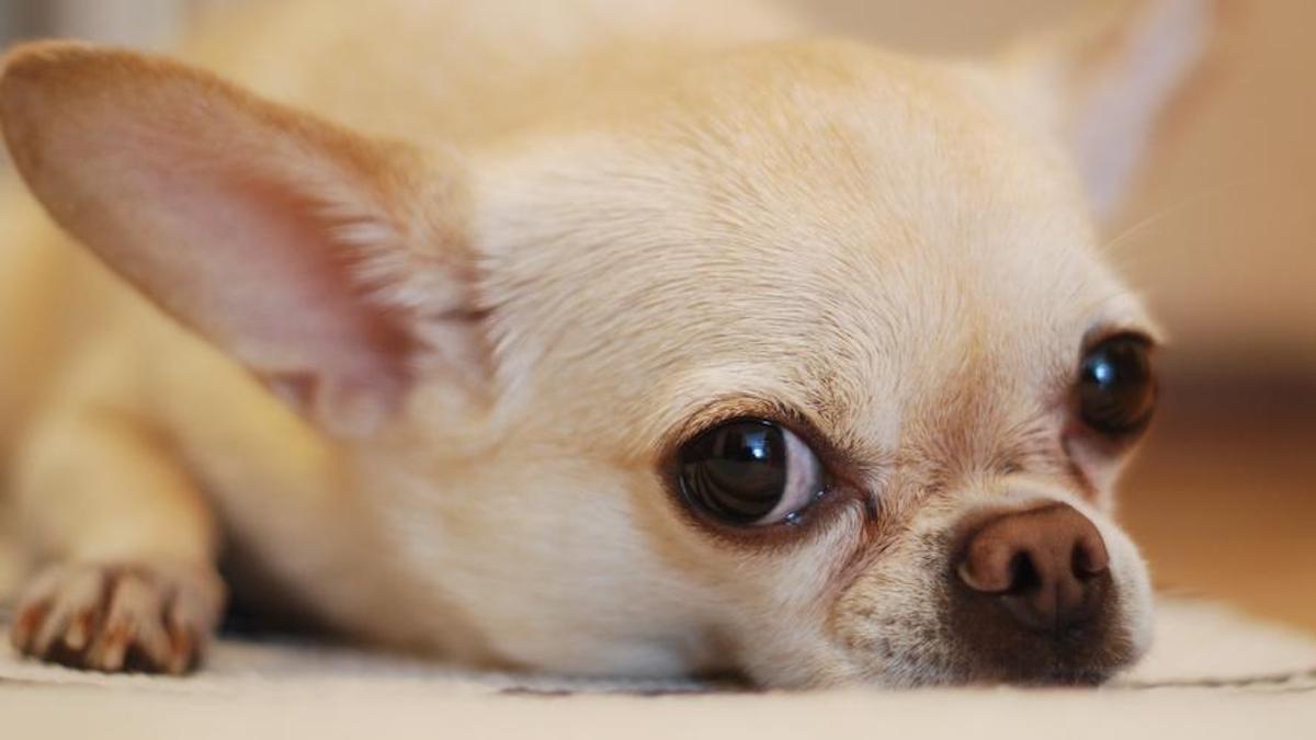 Une ado tue le chien de la famille en le mettant dans le sèche-linge pour un défi TikTok