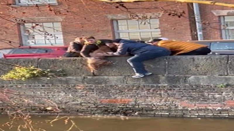 Vidéo : 7 jeunes unissent leurs forces pour sauver un chien tombé dans un canal