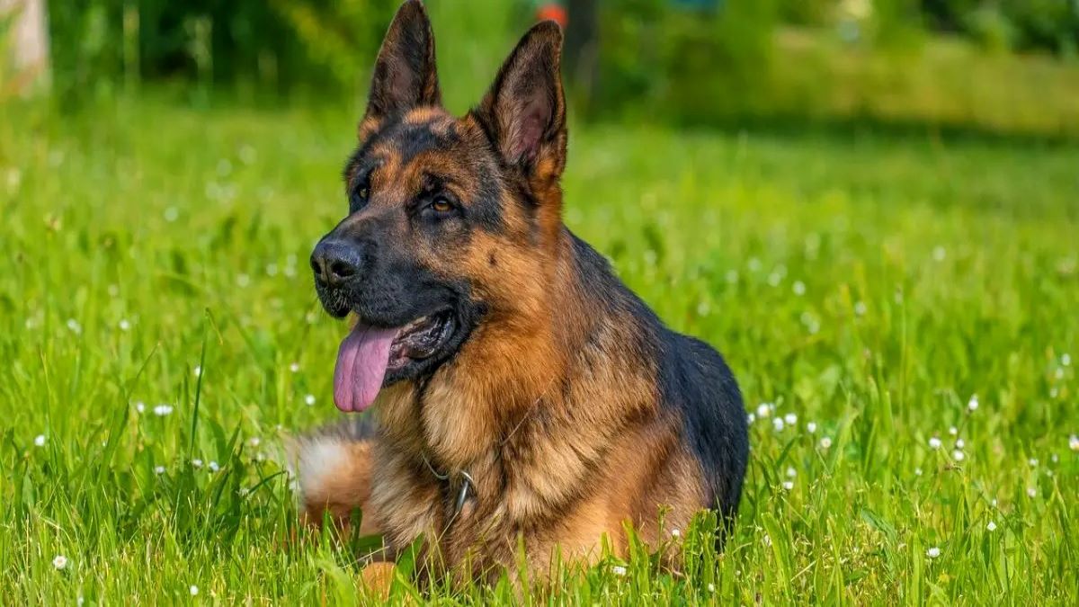 Vidéo : cette chienne abandonnée dans la forêt ne veut pas être secourue sans son ami