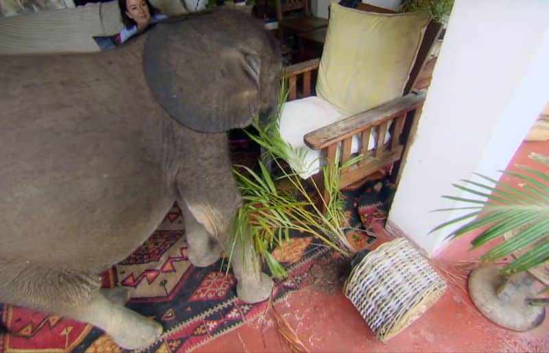 Vidéo : Elle sauve un bébé éléphant, maintenant il la suit partout