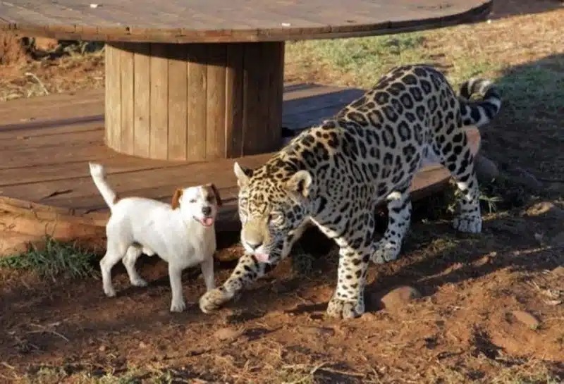 Vidéo : ils essaient de séparer un dangereux jaguar d’un petit chien, mais sans succès…