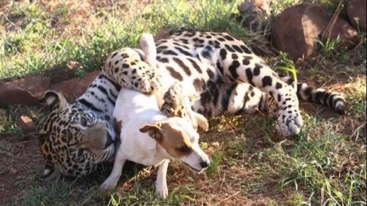 Vidéo : ils essaient de séparer un dangereux jaguar d’un petit chien, mais sans succès…
