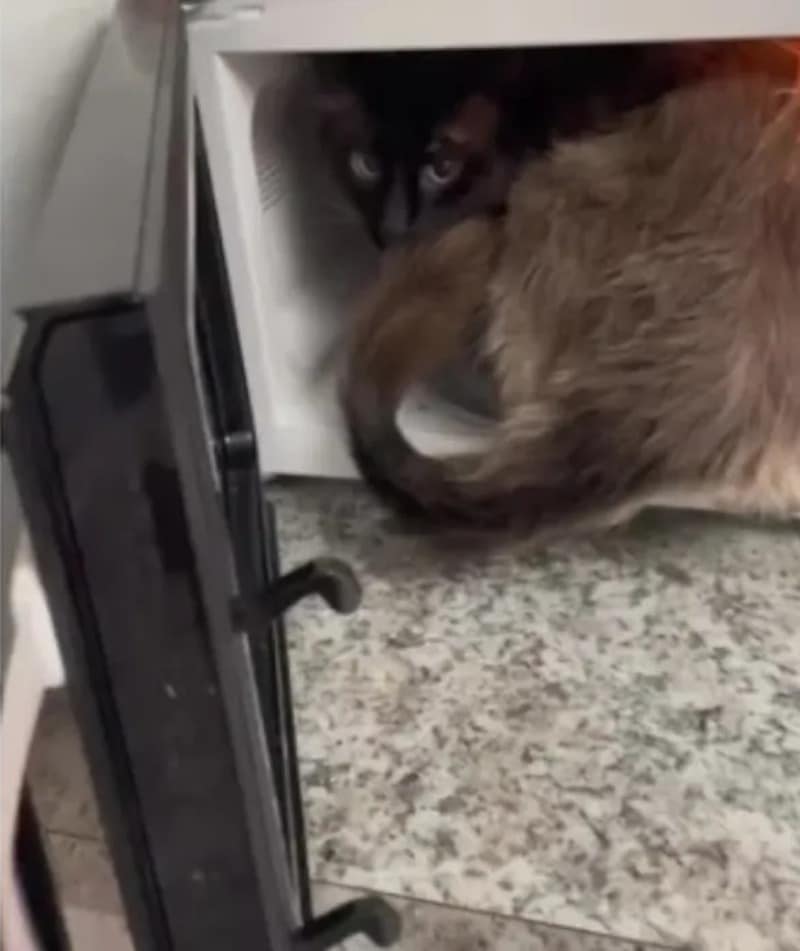 Vidéo : L'intelligence d'un chat pour ouvrir la porte du micro-onde de son propriétaire