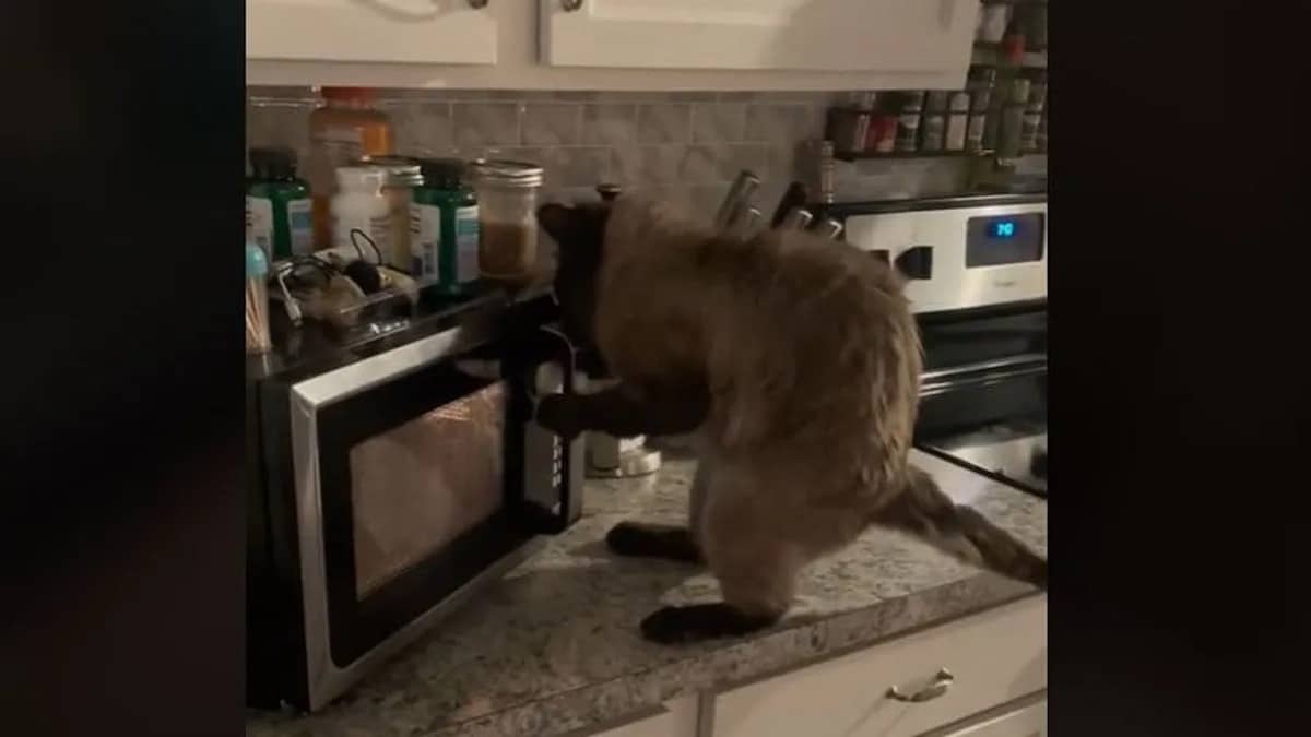 Vidéo : un chat ouvre la porte du micro-ondes et vole la pizza
