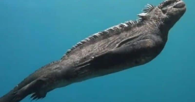 #Vidéo Observation imposante du seul lézard marin au monde