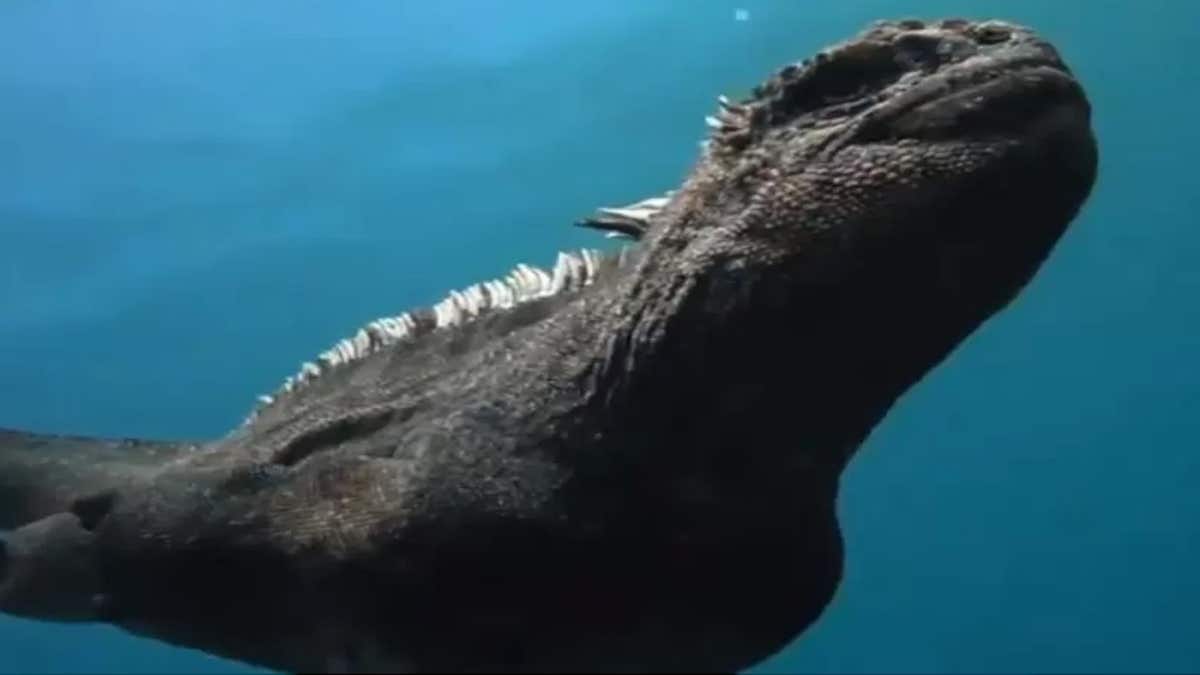 Vidéo incroyable du seul lézard marin au monde