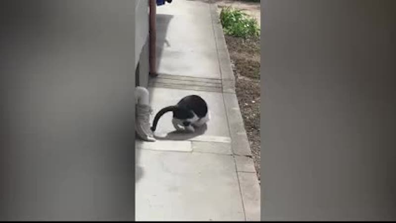 Vidéo : Un chat défie un insecte en duel sans imaginer qu'il recevrait une "attaque de ninja" inhabituelle