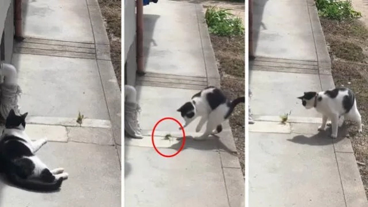Vidéo : Un chat défie un insecte sans imaginer qu'il recevrait une "attaque de ninja" inhabituelle