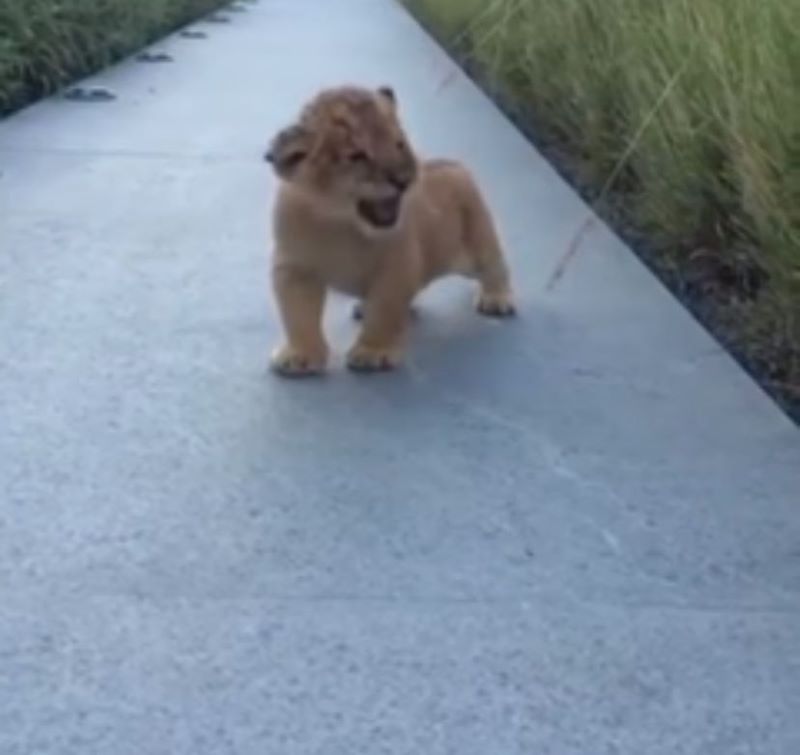Vidéo : Un lionceau sort des sous-bois à la recherche de sa mère avec un étrange rugissement
