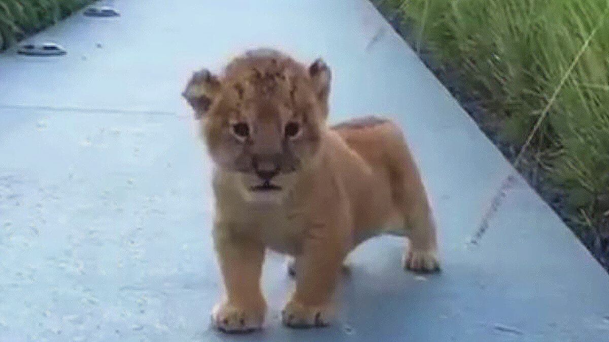 Vidéo : Un lionceau sort des sous-bois à la recherche de sa mère avec un étrange rugissement