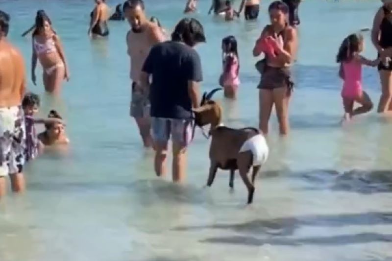 Vidéo : Une chèvre avec une couche profite de la plage, les internautes hilares 