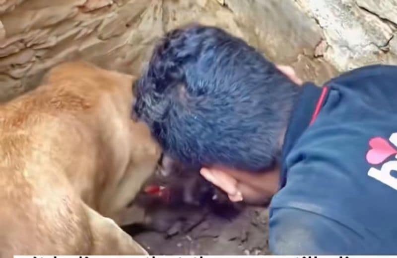 Vidéo: voici comment cette chienne se bat pour sauver ses chiots après le tremblement de terre