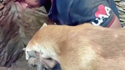 Vidéo: cette chienne se bat pour sauver ses chiots après le tremblement de terre