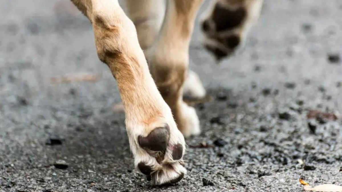 Vidéo : Voici comment nettoyer facilement les pattes de vos chiens, une astuce géniale !