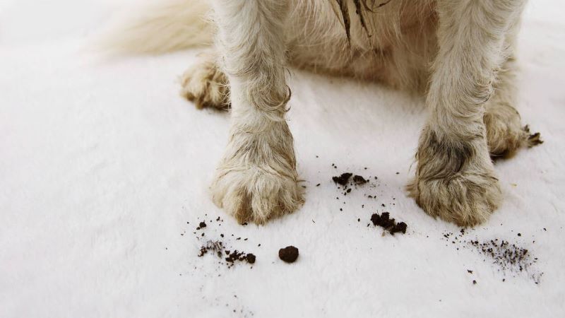 Vidéo : Voici comment nettoyer les pattes de votre chien, la meilleure astuce du moment