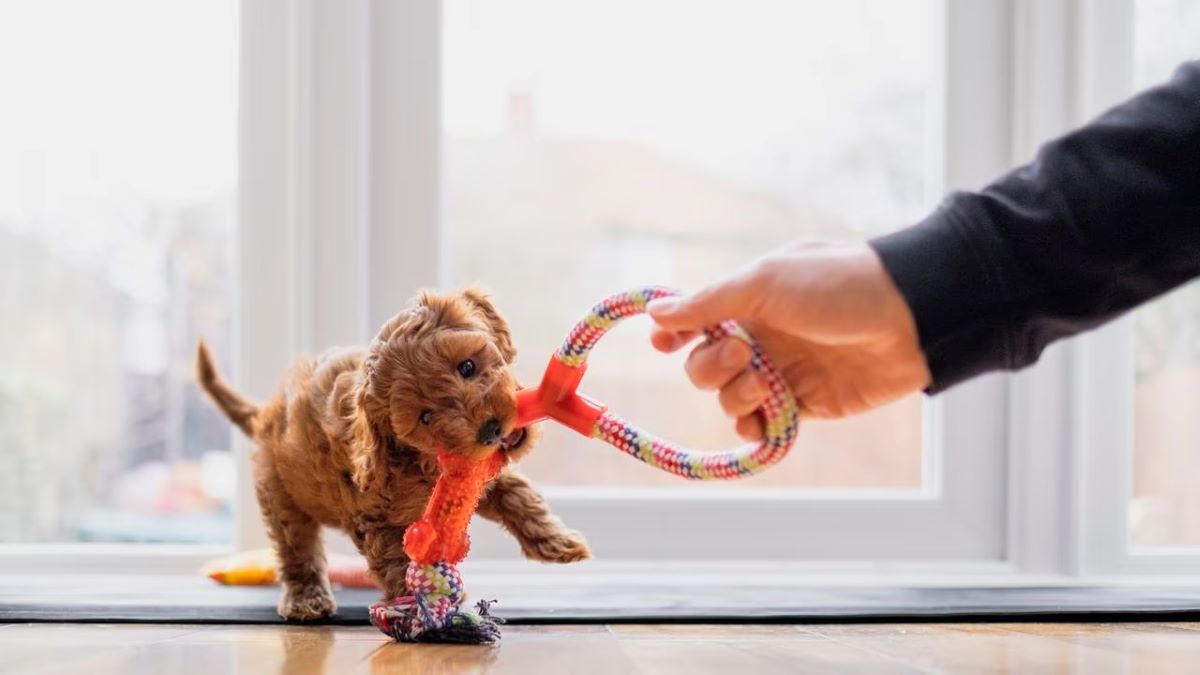 Voici à quel âge un chien doit être éduquer selon des experts