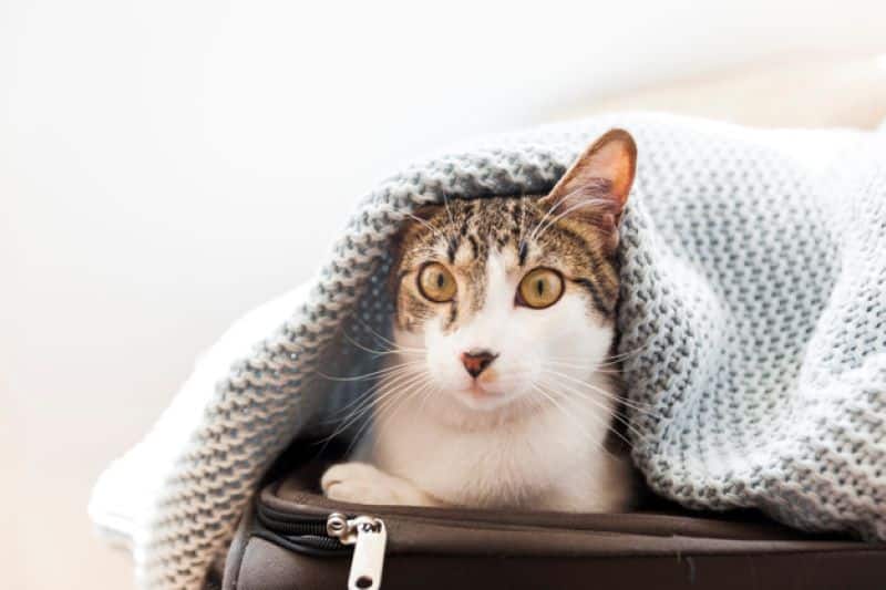 Voici a quelle température les chats ont-ils froid