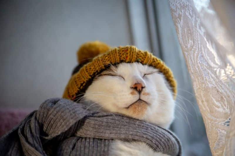 Voici a quelle température les chats ont-ils froid