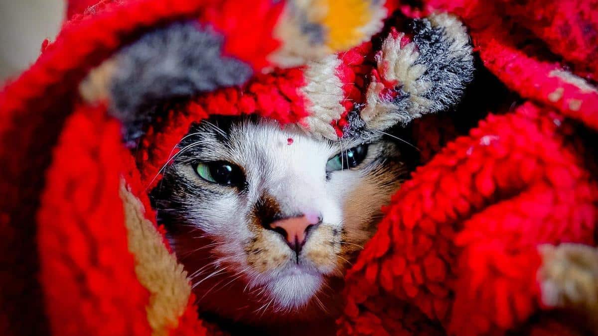 Voici a quelle température les chats ont-ils froid