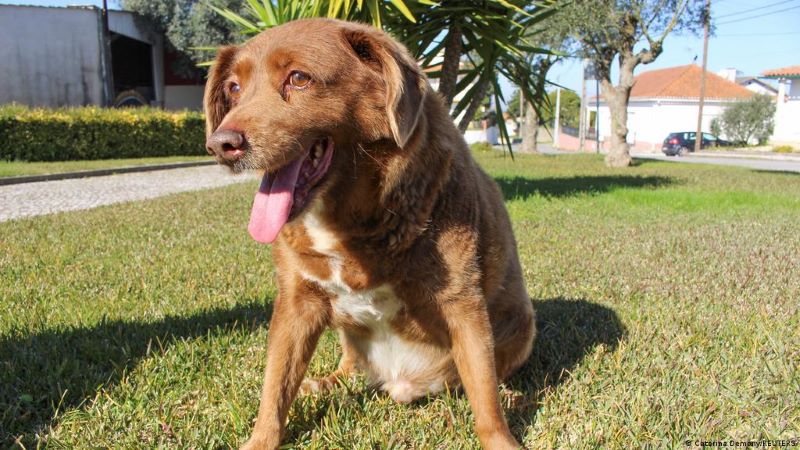 Voici Bobi, le plus vieux chien du monde et de l'histoire : il a 30 ans