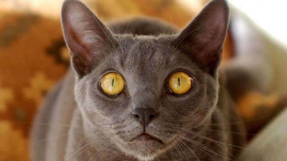 Voici ce que font un chat lorsqu'il ressent un fantôme ou une mauvaise énergie selon les experts