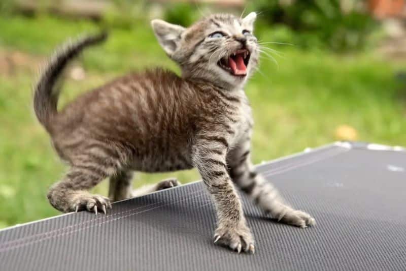 Voici pourquoi votre chat se met soudainement à courir comme un fou