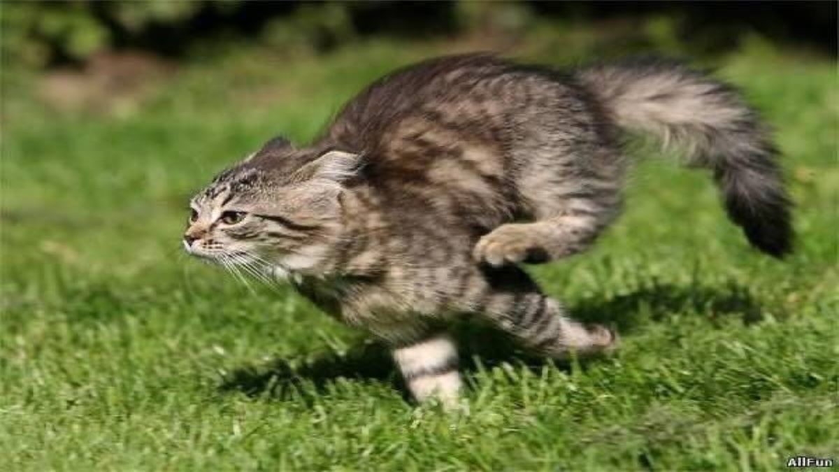 Voici pourquoi votre chat se met soudainement à courir comme un fou