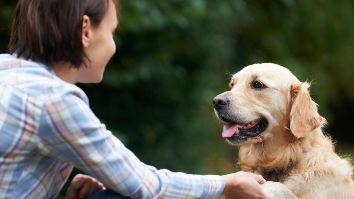 Voici ce que votre chien ressent quand il vous voit pleurer