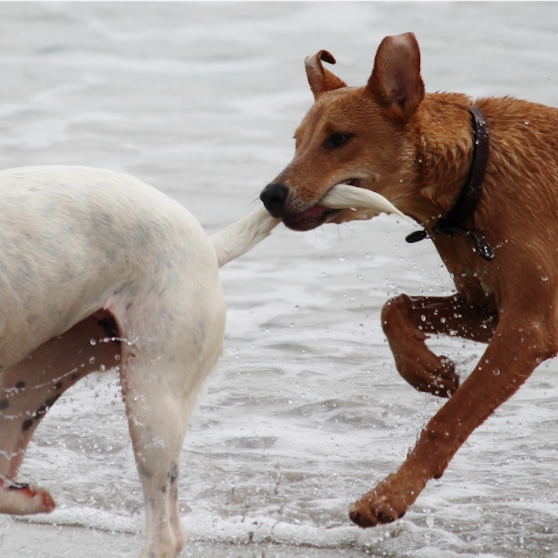 Voici ce qui arrive quand un chien se casse la queue