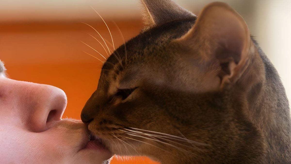 Voici ce qui peut vous arriver si vous embrassez votre chat