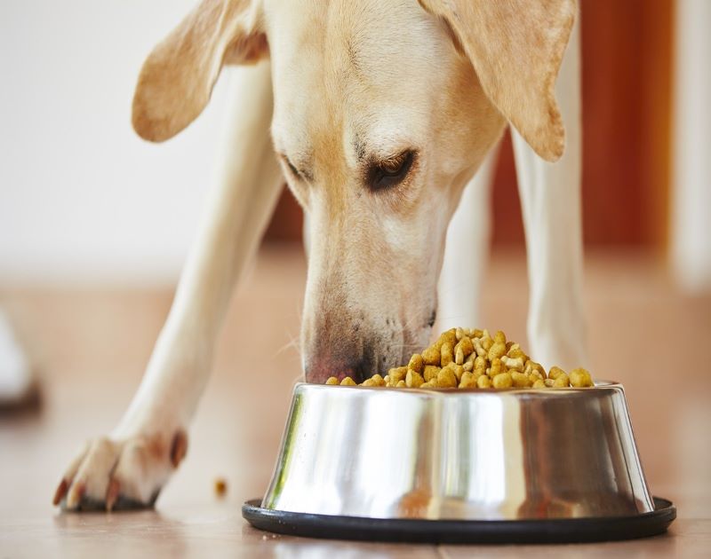 Voici ce qui se produit, si vous ne l’avez pas souvent le bol de nourriture de votre chien