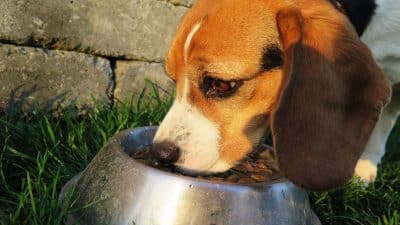 Voici ce qui se produit si vous ne lavez pas souvent le bol de nourriture de votre chien