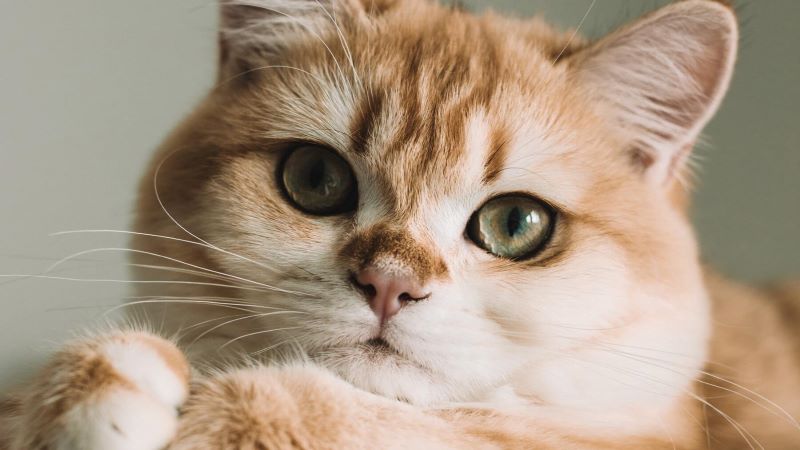 Les chats : voici comment calculer leur âge en années humaines