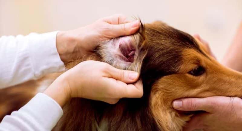 Voici comment savoir si votre chien a mal aux oreilles ?