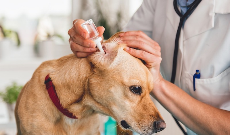 Voici comment savoir si votre chien a mal aux oreilles ?