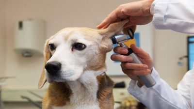 Voici comment savoir si votre chien a mal aux oreilles ?